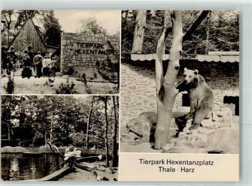 Thale Tierpark Hexentanzplatz Braunbär Schwanenteich