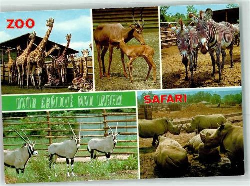 Dvur Králové n Lab Giraffen Nashorn Zebra Safari