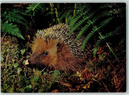 Igel Foto AK