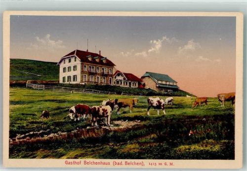 Belchen Hotel Belchen Kühe