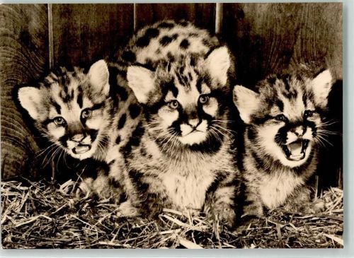 Junge Pumas Foto Gerhard Budich