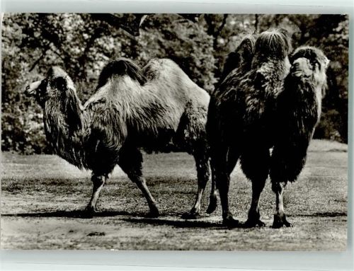 Trampeltiere Tierkalender 1982