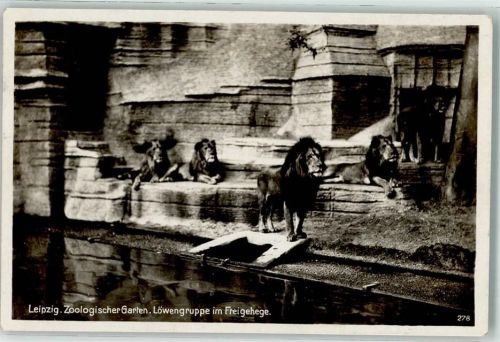 Leipzig Löwengruppe im Freigehege