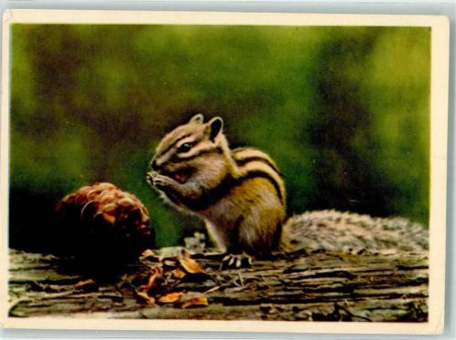 Streifenhörnchen