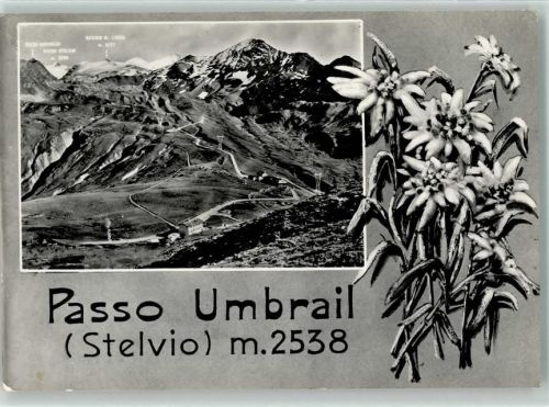 Sondrio Umbrailpass Edelweiß Vera Foto