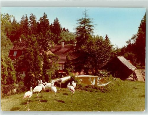 Laubach Foto Original aus Archiv eines Ansichtskartenverlags Märchen Zoo Flamingo Ort handschriftlich