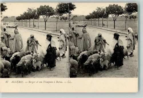Batna Tracht Schafe