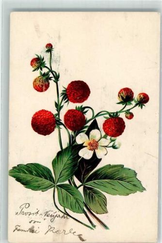 1906 Erdbeerpflanze