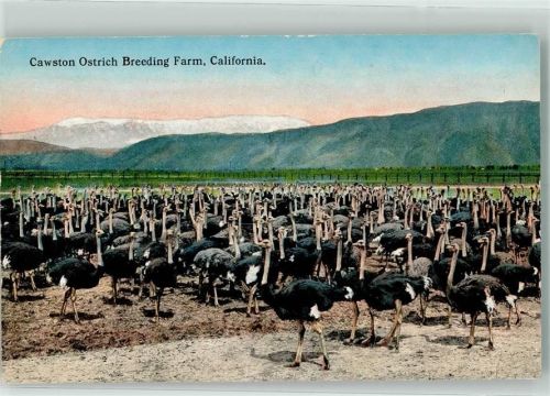 Cawston Ostrich Breeding Farm California Strauße