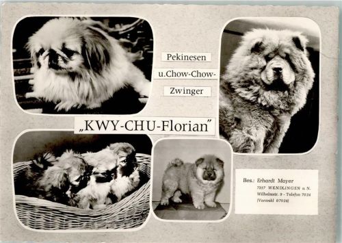 Wendlingen Pekinesen- und Chow-Chow-Zwinger Mayer Wilhelmstraße 9