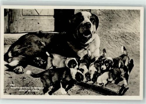 Welpen Hospice du Grand St-Bernhard