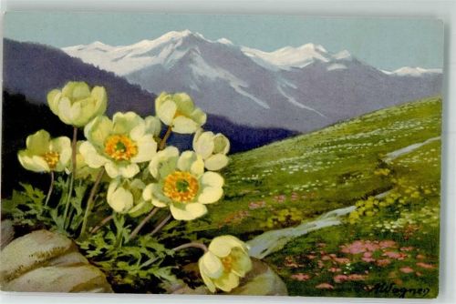 1935 sign. Wagner Trollblumen auf einer Wiese vor Hochgebirgskulisse Photochromie Serie 601 No. 1611
