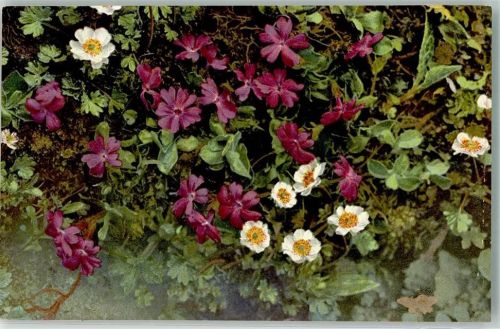 1909 Primel Photochromie Nr.527