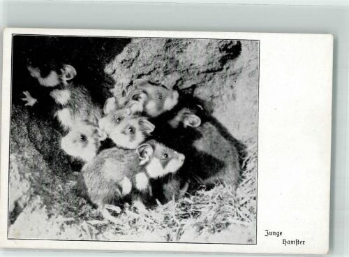 Verein Berlin Postkarten Reihe A II Nr. 7 Junge Hamster Nagetiere