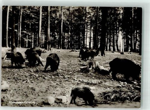 Hesselbach Wildschwein-Fütterung Fotograf Siegfried Würzberger