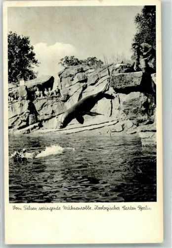 Berlin Mitte 1957 Mähnenrobbe Zoo Fütterung