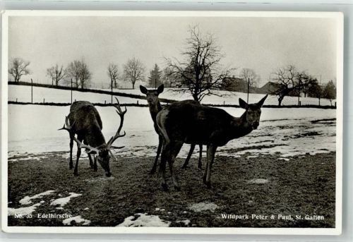 St. Gallen Edelhirsche Wildpark Peter und Paul HGI Nr.35