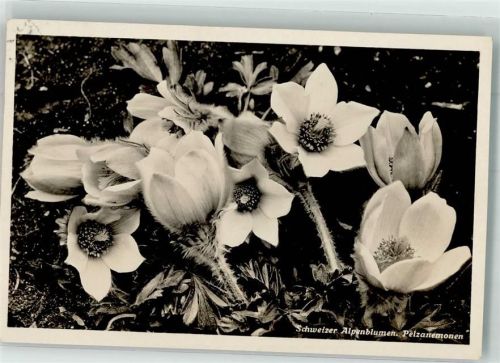 Foto Verlag J. Trauffer Schweizer Pelzamemonen