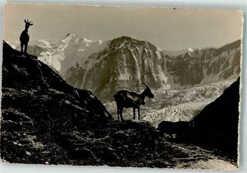Grindelwald Foto E. Gyger Am Weg nach Bäregg Fiescherhörner