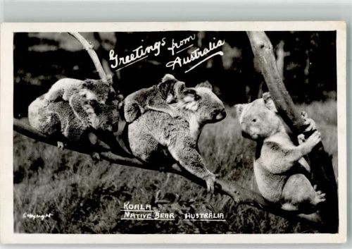 Koala