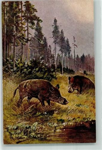 Wildschweine sign. M. Müller jun. Serie 585 Verlag Kohler München