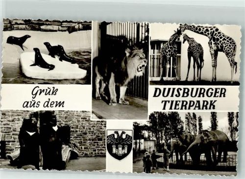 Duisburg 1966 Zoo Seehunde Löwe