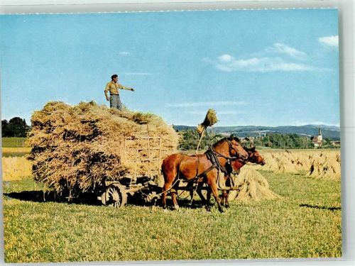 Freiberger-Zweiergespann am Erntewagen Stiftung für das Pferd