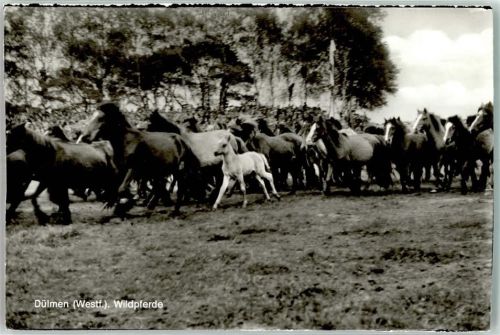 Dülmen Wildpferde Pferde Fohlen beschnitten Foto AK