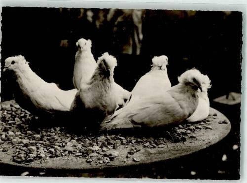 Compiegne 1947 Parquet: Pigeons Montauban SST Exposition