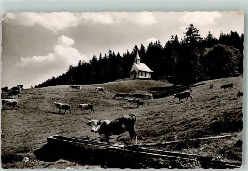 Todtnauberg Kühe Kriegergedächtnis-Kapelle