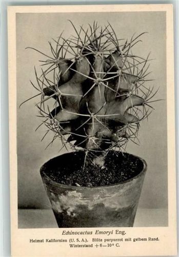 Echinocatus Emoryi Eng Nr. 394/XL Otto Stoye Pflanzenkarten Verlag