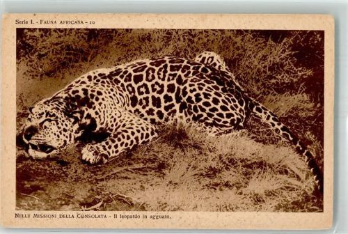 Leopard Fauna Afrika Serie 1 Nr.10 Missioni della Consolata