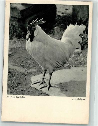 1950 Der Herr des Hofes Fotograf Georg Feldner Flechsig-Bildkalender Gute Freunde