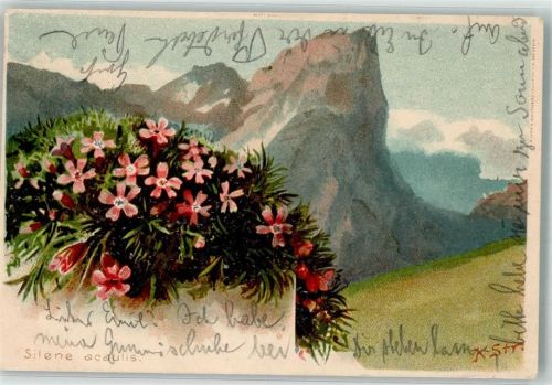 1902 Silene acaulis Polsternelke sign. K. Str.