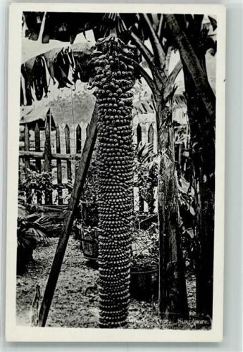 Singapore Palme mit Früchte am Stamm ?