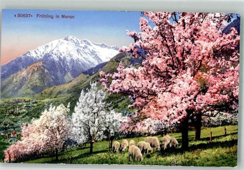 Meran Frühling Schafe blühende Bäume