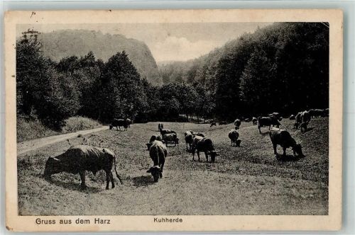 Altenbrak 1926 Eine weidende Kuhherde zwischen den Hängen des Harzes Verlag Greve Ort lt. Stempel