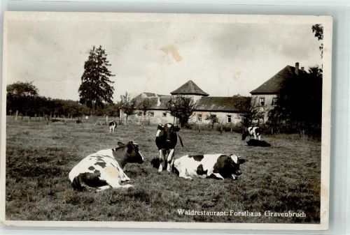 Gravenbruch Gasthaus Forsthaus Kühe Foto AK