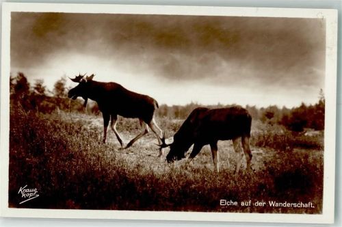 Elche auf Wanderschaft Kraus-Kopf Nr. 1002