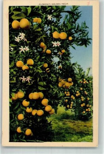 Orangen Plantage