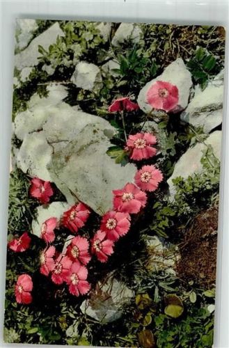 Alpen Nelke Photochromie Serie 508 Nr.793