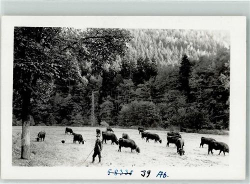 Altenbrak Rinderherde im Bodetal Foto Original aus Archiv eines Ansichtskartenverlags Ort handschriftlich