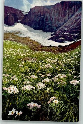 Berghähnlein Photochromie Serie 510 Nr.804