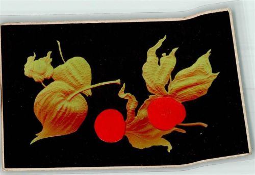 1912 Scan verzogen Physalis