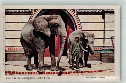 Tiergarten 1913 Elefanten