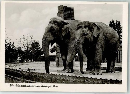 Leipzig Elefantenpaar