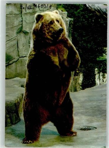 Frankfurt Kodiakbär