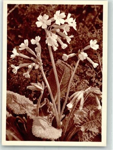 1957 Primeln Schlüsselblume Blaukreuzjugendwerk II/1