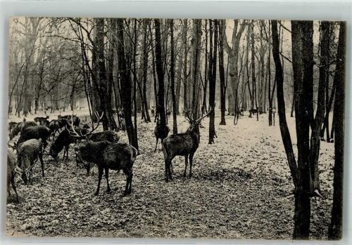 Dessau 1916 Sieglitzer Berg Hochwild Feldpost WK I Ort lt. Stempel