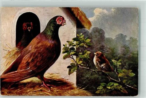 Rassetaube Spatz HKM Nr.317